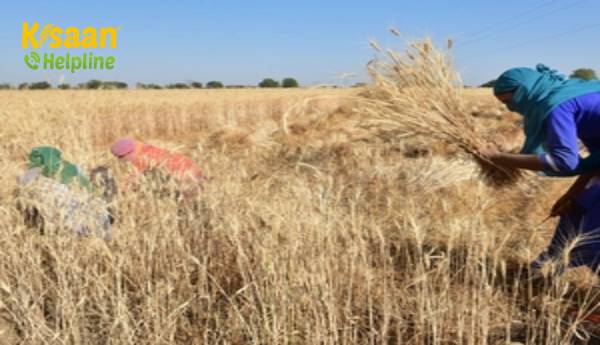 पंजाब में 66 प्रतिशत तक चावल की खरीद तेजी से बढ़ रही है